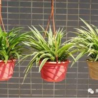 夏季除甲醛|英国上市公司365有妙招